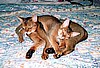 Cathie & Donny's Max & Neko